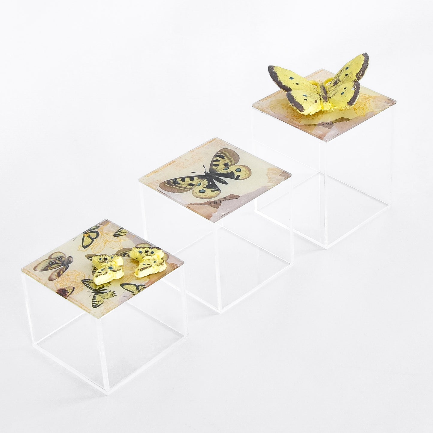 Autumn Butterfly Plexi Boxes Set of Three